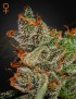 King's Kush Femminiz. -Ja- Greenhouse Seeds