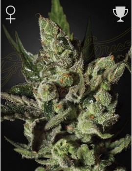 Exodus Cheese Femminiz. -Ja- Greenhouse Seeds