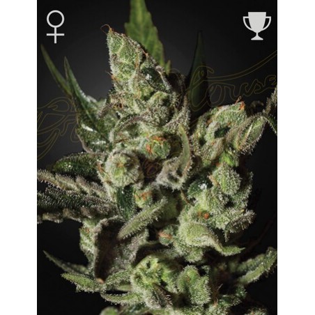 Exodus Cheese Femminiz. -Ja- Greenhouse Seeds