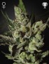 Exodus Cheese Femminiz. -Ja- Greenhouse Seeds