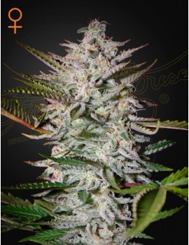 Heiliger Punch Femminiz. -Ja- Greenhouse Seeds