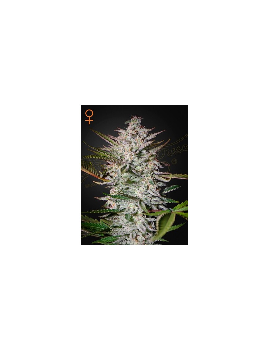 Heiliger Punch Femminiz. -Ja- Greenhouse Seeds