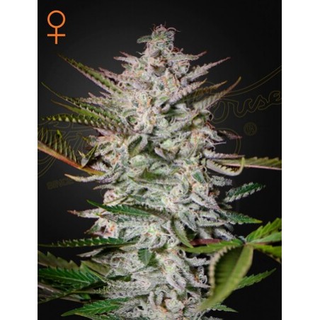 Heiliger Punch Femminiz. -Ja- Greenhouse Seeds