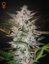 Heiliger Punch Femminiz. -Ja- Greenhouse Seeds