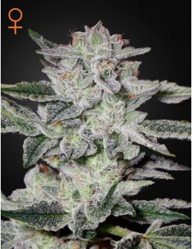 Sweet Valley Kush Femminiz. - Greenhouse Seedno