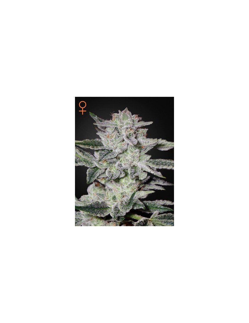 Sweet Valley Kush Femminiz. -Ja- Greenhouse Seeds