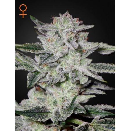 Sweet Valley Kush Femminiz. - Greenhouse Seedno