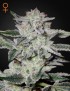 Sweet Valley Kush Femminiz. - Greenhouse Seedno