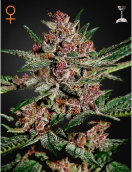 Bubba Kush Femminiz. - Greenhouse Seeds