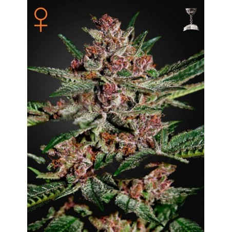 Bubba Kush Femminiz. - Greenhouse Seeds