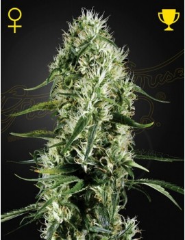 Super Plata Haze Femminiz-...