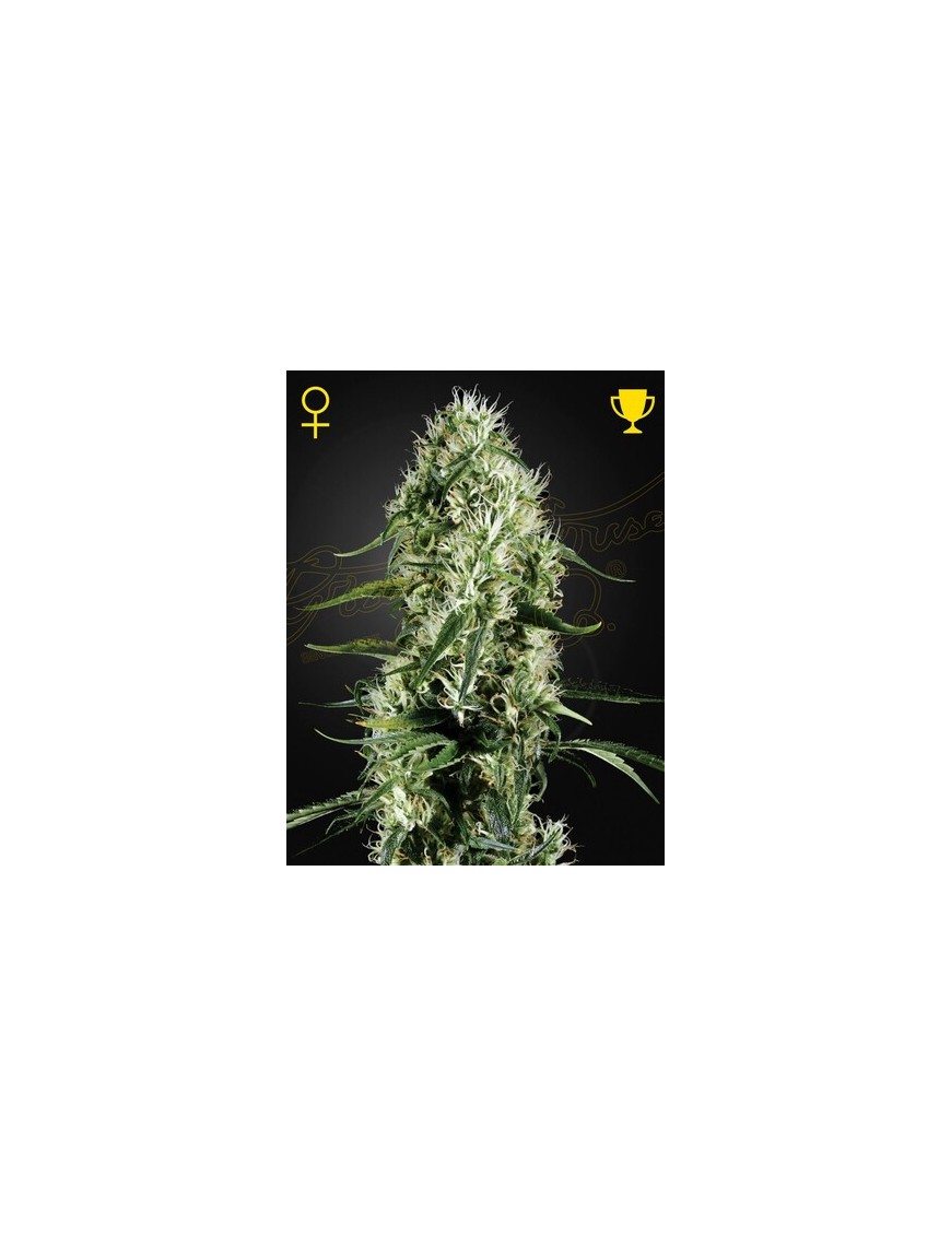 Super Plata Haze Femminiz- Greenhouse Seedno