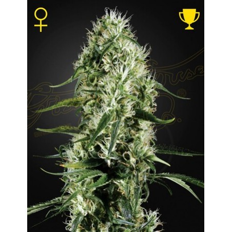 Super Plata Haze Femminiz- Greenhouse Seedno