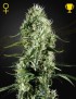 Super Plata Haze Femminiz- Greenhouse Seedno