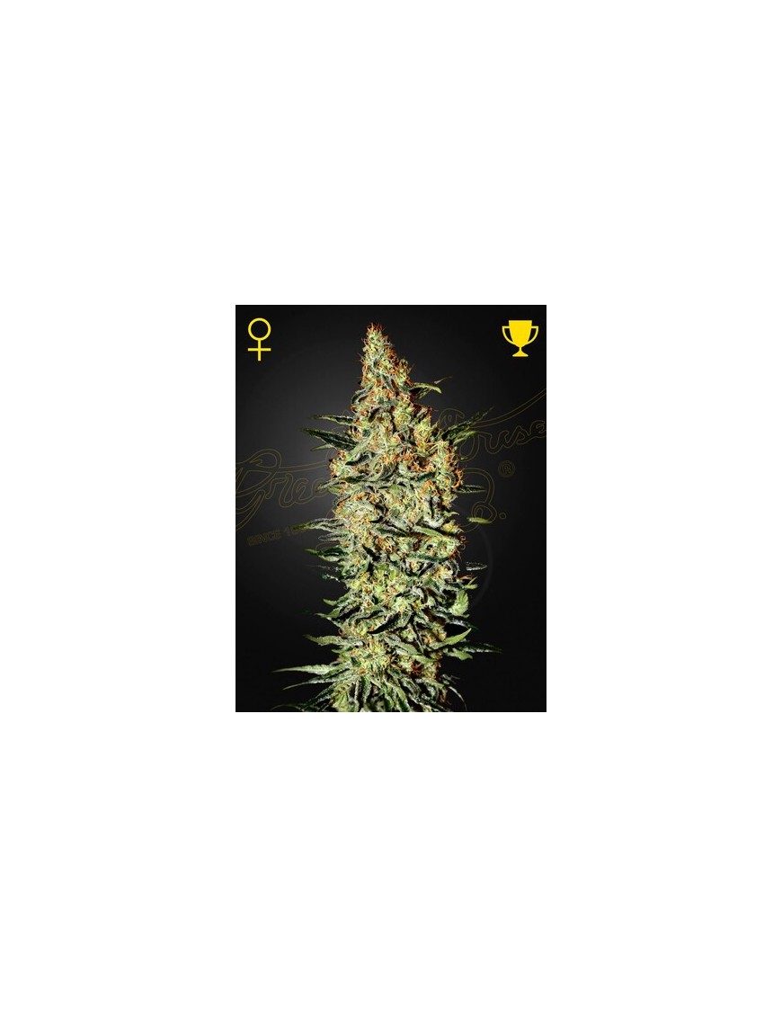 Neville's Haze Femminiz. - Greenhouse Seeds