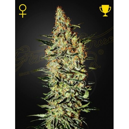 Neville Haze Femminiz- Greenhouse Seedno