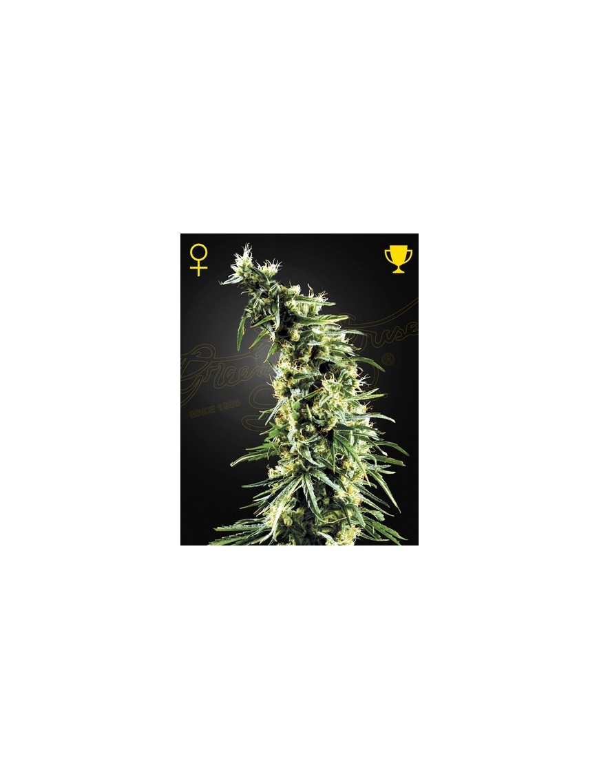 Hawaiian Snow Femminiz. - Greenhouse Seeds