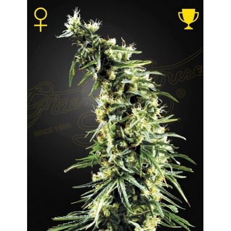 Hawaiian Snow Femminiz. - Greenhouse Seeds