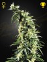 Hawaiian Snow Femminiz. - Greenhouse Seedno