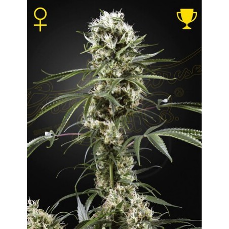 Super Lemon Haze Femminiz- Greenhouse Seedno