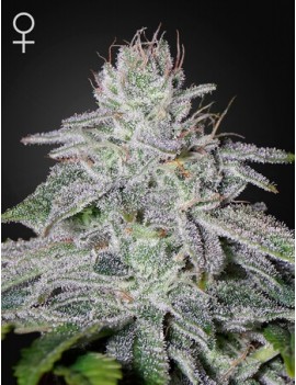 Franco's Lemon Cheese Femminiz. - Greenhouse Seeds