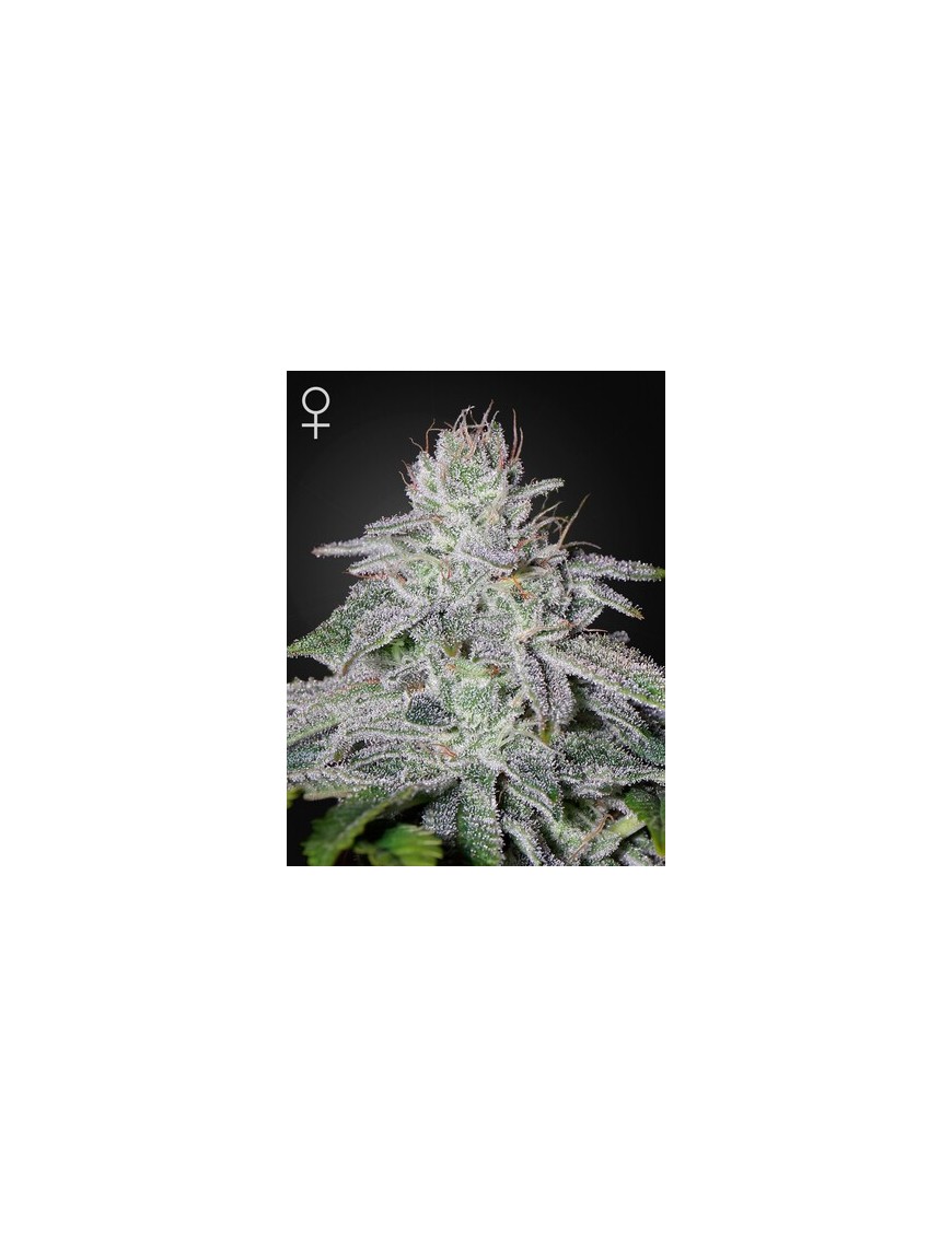 Franco es Lemon Cheese Femminiz. - Greenhouse Seedno