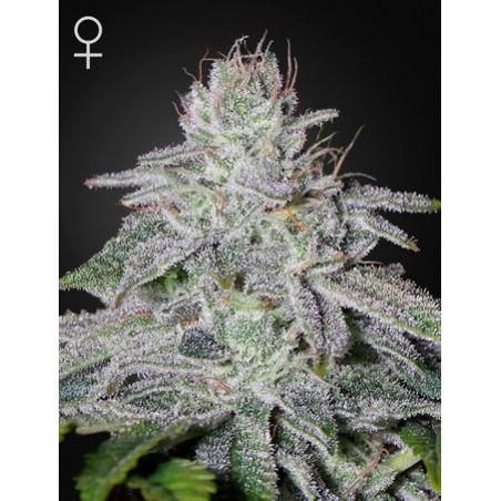 Franco es Lemon Cheese Femminiz. - Greenhouse Seedno