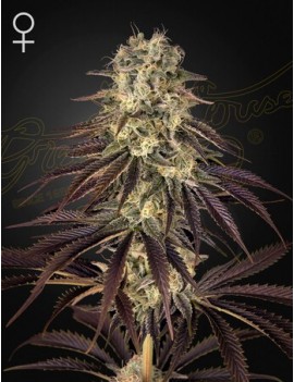 Kongs Krush Femminiz. -Ja- Greenhouse Seeds