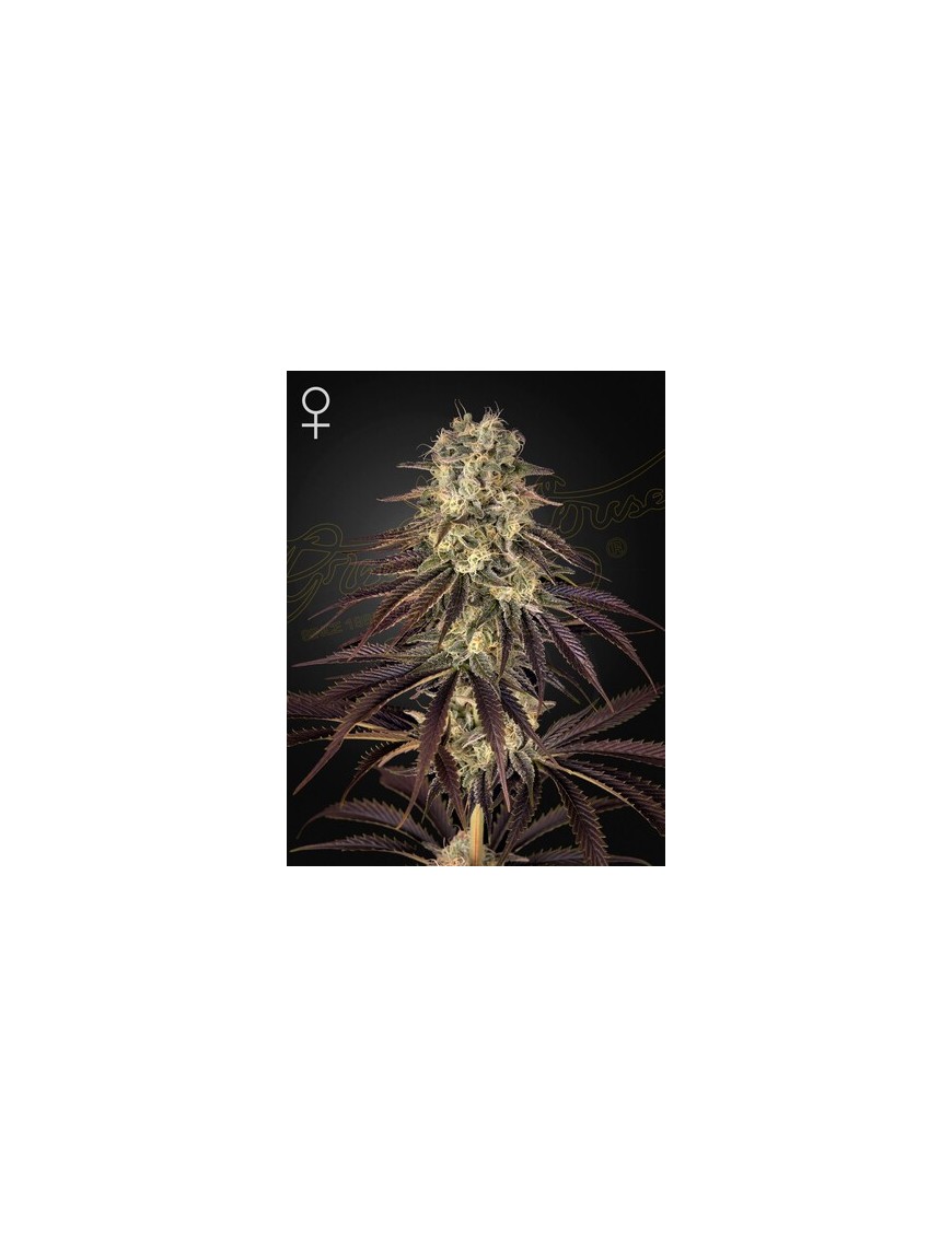 Kongs Krush Femminiz. -Ja- Greenhouse Seeds