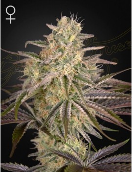 Cloud Walker Femminiz. -Ja- Greenhouse Seeds