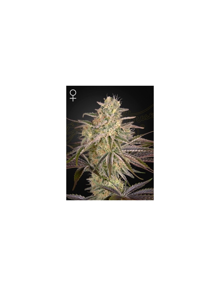 Cloud Walker Femminiz. -Ja- Greenhouse Seeds