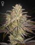 Cloud Walker Femminiz. - Greenhouse Seeds