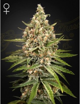 Bubba Slush Femminiz. - Greenhouse Seeds