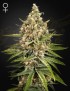 Bubba Slush Femminiz. - Greenhouse Seedno