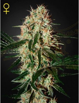 Arjan's Haze 3 Femminiz. - Greenhouse Seeds