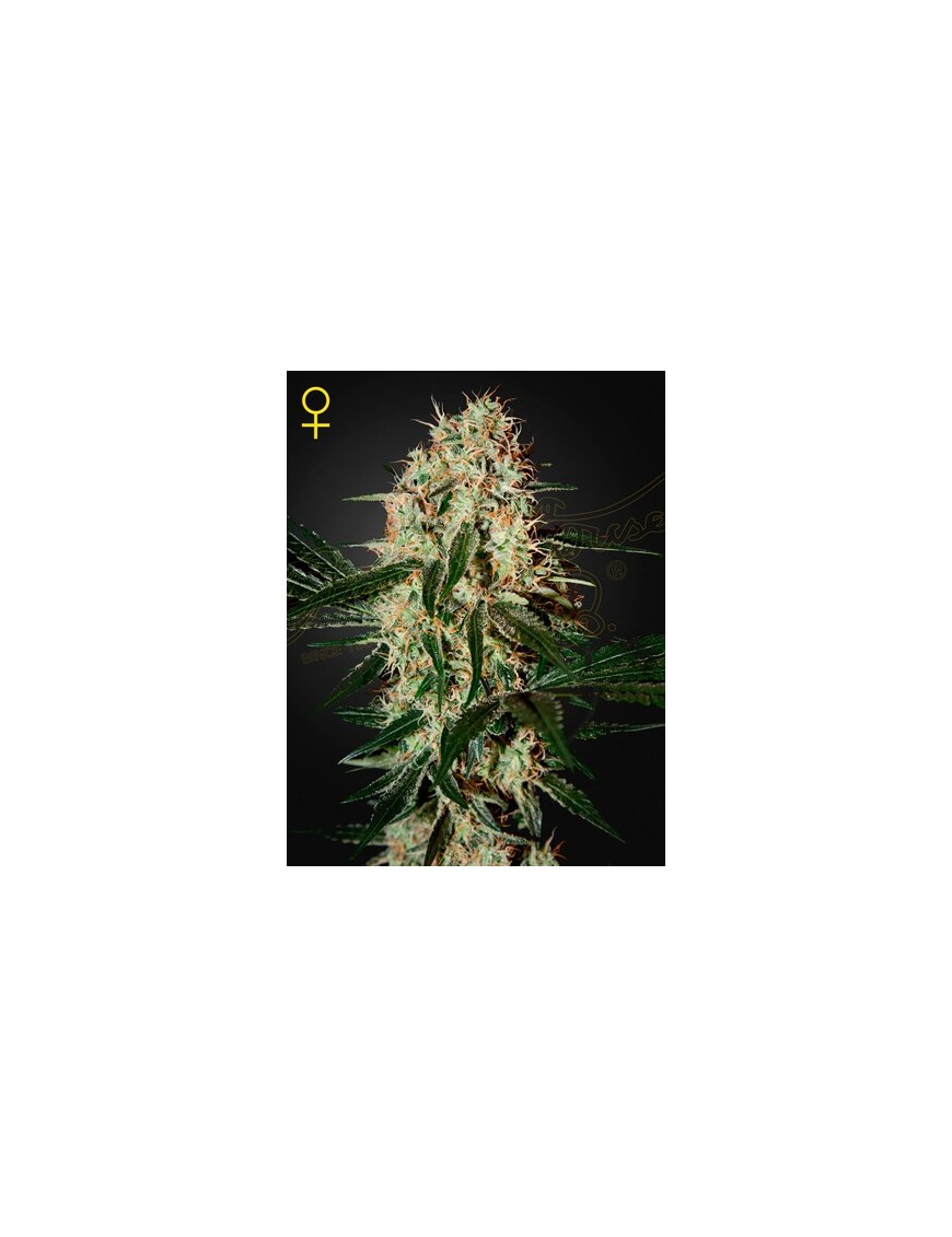 Arjan's Haze 3 Femminiz. - Greenhouse Seeds