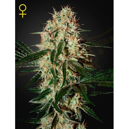 Arjan Haze 3 Femminiz. - Greenhouse Seedno