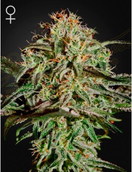 AMS Femminiz. -Ja- Greenhouse Seeds