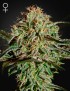 AMS Femminiz. -Ja- Greenhouse Seeds