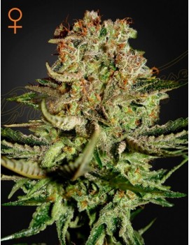 Super Bud Femminiz. - Greenhouse Seedno