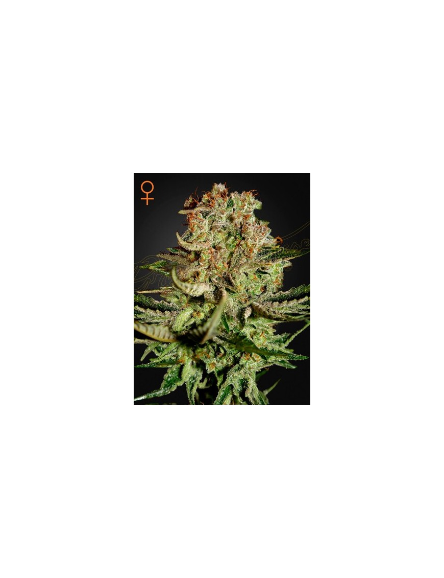 Super Bud Femminiz. - Greenhouse Seeds