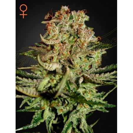 Super Bud Femminiz. - Greenhouse Seeds