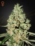 Super Critical Femminiz. - Greenhouse Seedno