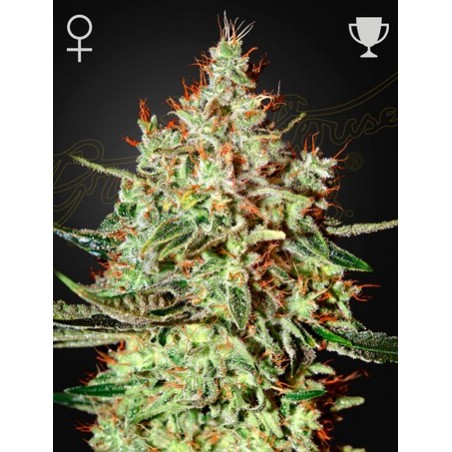 Zug Wreck Femminiz. -Ja- Greenhouse Seeds