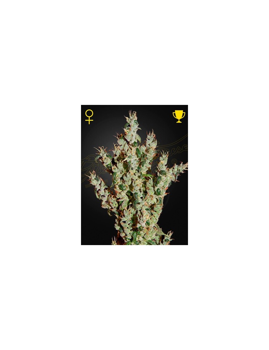 NL Haze Mist Femminiz. - Greenhouse Seeds