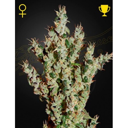 NL Haze Mist Femminiz. - Greenhouse Seeds