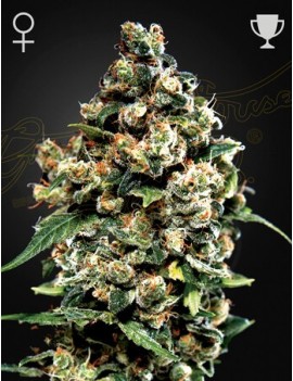 Jack Herer Femminiz. -Ja- Greenhouse Seeds