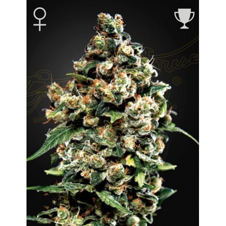 Jack Herer Femminiz. - Greenhouse Seedno