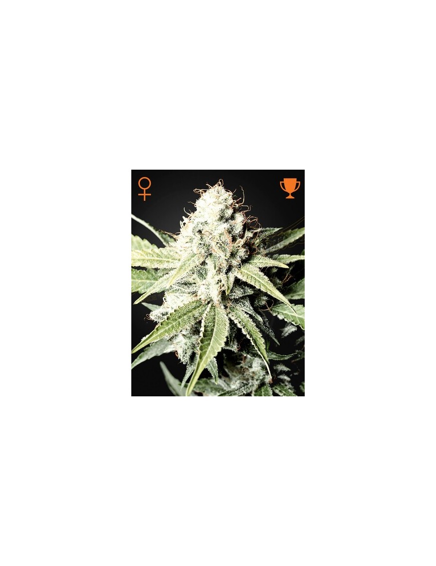 Gran Tiburón Blanco Femminiz. - Greenhouse Seedno