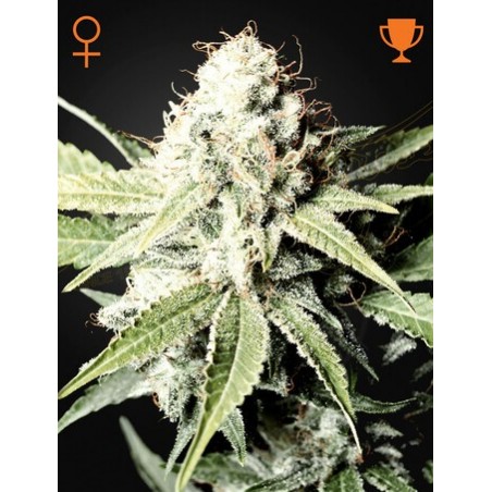 Gran Tiburón Blanco Femminiz. - Greenhouse Seedno